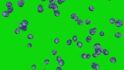 Many blueberries raining down heavily on green screen Stock Footage 331766284
