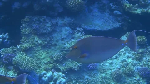 Many bluespine unicornfish hovering in the water from the red sea Stock Footage 151015006