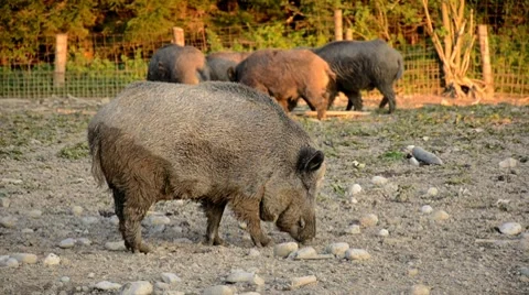 Many boars 스톡 동영상 10681047