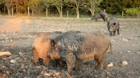 Many boars 스톡 동영상 10681115