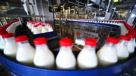 Many bottles milk  move in row on conveyor at factory Video stock 10791113