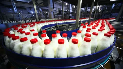Many bottles milk move wide conveyor belt at factory Stock Footage