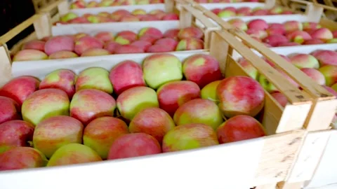 Many boxes of apples Stock Footage 158599638