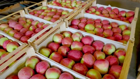 Many boxes of apples Stock Footage 159054900