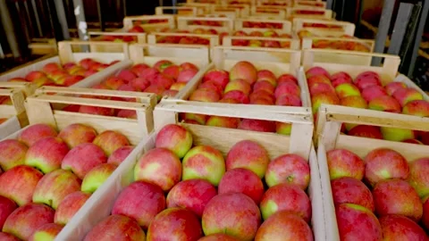 Many boxes of apples Stock Footage 161865374