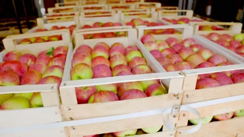 Many boxes of apples Stock Footage 161940604