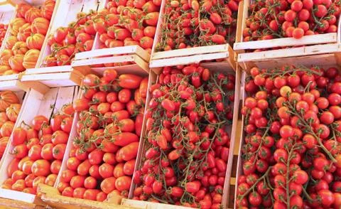Many boxes with red ripe tomatoes for sale in vegetable market Stock-Fotos