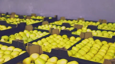 Many boxes of yellow apples Stock Footage 194471481
