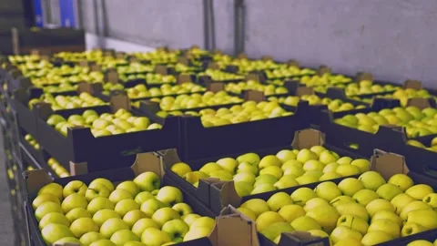 Many boxes of yellow apples Stock Footage 194788848