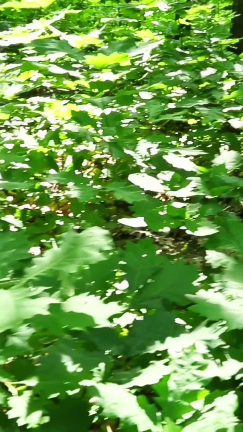Many branches of the oak tree in the sunlight are moving in the wind. Oak Leaves Stock Footage 313680905
