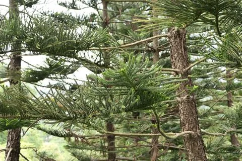 Many branches of pine tree leaves Stock Photos