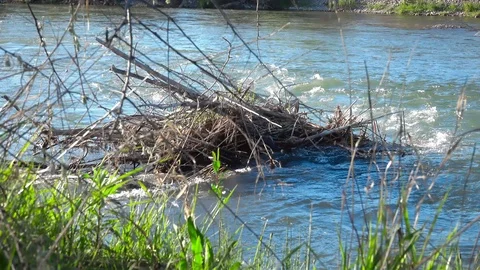 Many branches in the river Vídeo Stock 107684192