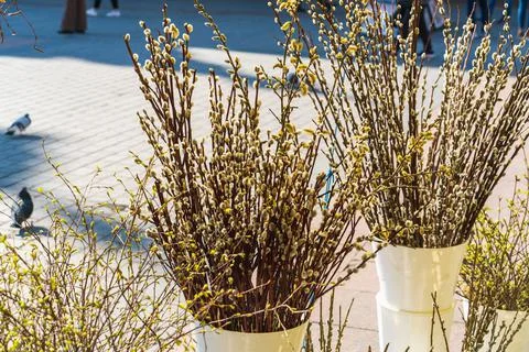 Many branches of willows with fluffy buds stand in white buckets in the sunli 库存照片