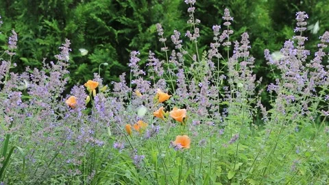 Many bright butterflies flutter over the purple flowers of the catnip and the Stock Footage 233518468