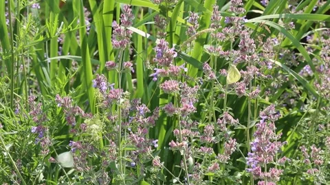 Many bright butterflies flutter over the purple flowers of the catnip and the Stock Footage 234437971