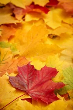 Many bright colored leaves maple lying on the ground. Close-up of yellow, red Stock Photos