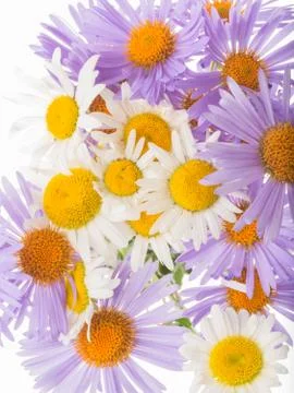 Many bright daisies Stock Photos