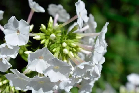 Many bright small light phlox growing in the home garden. Foto stock