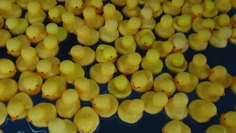 Many bright yellow rubber ducks swimming in swimming pool Video stock 342109185