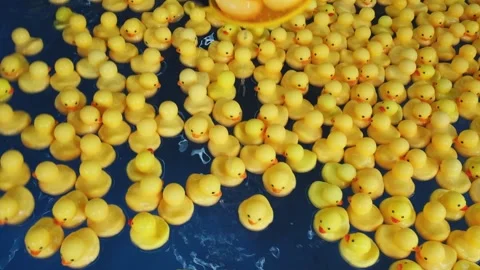 Many bright yellow rubber ducks swimming in swimming pool 스톡 동영상 345037378