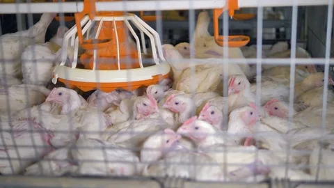 Many broilers sit closely inside a packed cage. Stock-Footage 84166229