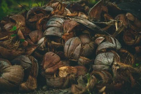 Many broken coconuts in the jungle Stock Photos