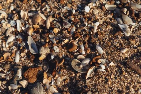 Many broken shells pile up on beach sand in close up view Stockfoto's