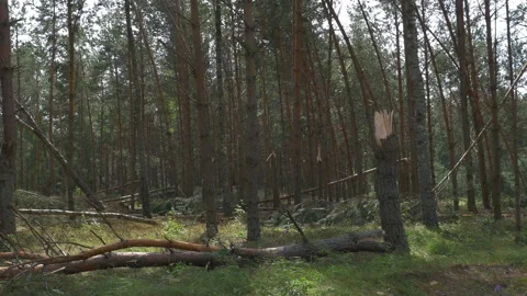Many broken tree in the forest after summer storm Stock-Footage 155675701