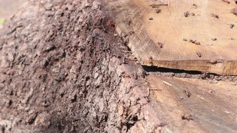 Many brown ants crawl through the tree looking for food. The insect colony works Stock Footage 157417420