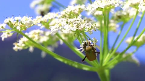 Many brown beetles beetle insect insects on flower Tyrol Austria. Stock Footage 311514038