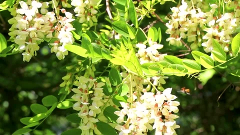 Many brown beetles beetle insect insects on flower Tyrol Austria. Stock Footage 311514642