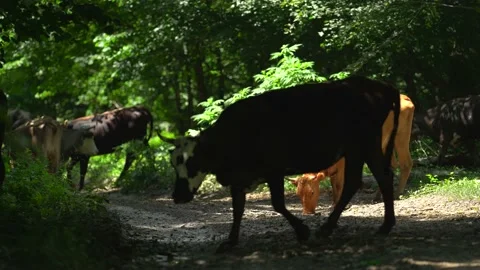 Many brown, blask and spotted cows are grazing in the forest. They are looking Stock Footage 141711384