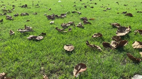 Many brown dried leaf falling on green grass field sunny day Stock Footage 289103011