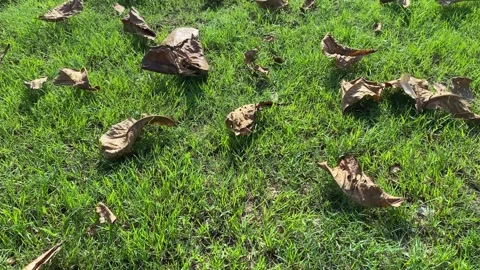 Many brown dried leaf on green grass field sunny day Stock Footage 289102990