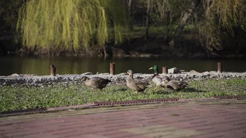 Many brown ducks walk Stock Footage 156811138