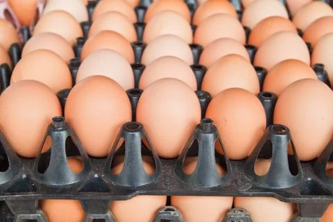 Many brown eggs in boxes. Stock Photos