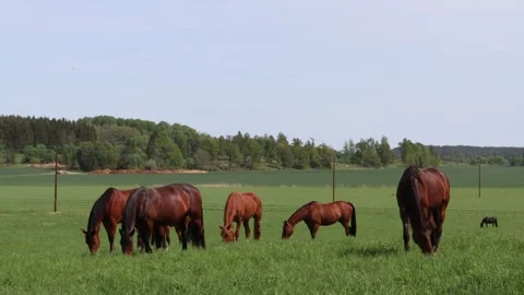 Many brown horses. Stock Footage 250658088