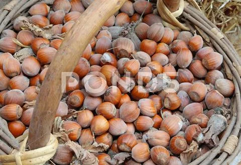 Many brown nuts in the old basket Stock Photos