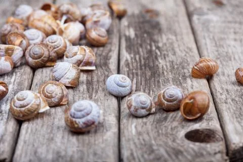 Many brown spiral shells on old wooden board decorative photo Stock Photos