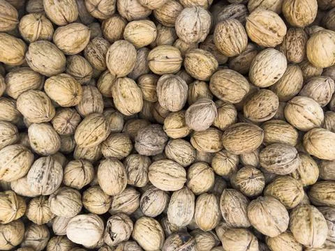 Many brown walnuts in shells Stock Photos