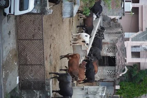 Many Brown, white, black and spotted cows standing outside in their barn. Cow Stock Photos