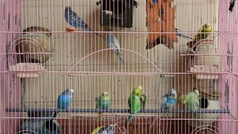 Many Budgerigar In Cage Video stock 219225750
