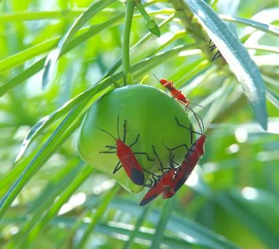 Many bug bite at yellow oleander flower (thevetia peruviana) Stock Photos