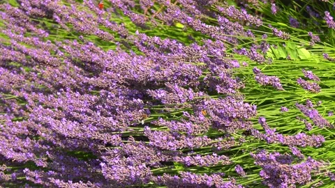 Many bumblebees and bees fly from blossom to blossom in a lavender bush2 Video stock 136101364