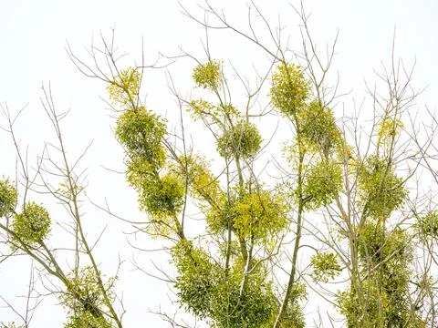 Many bunches of mistletoe on tree branches against a sky Stock Photos