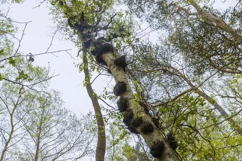 Many burls on a tree trunk - forest in Bornholm Stock Photos