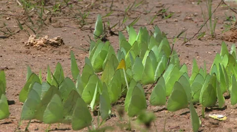 Many butterflies drinking in the Amazon Stockbeeldmateriaal 29626262