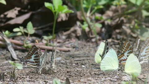 Many butterflies drinking fluid from the ground Stock Footage 74941063