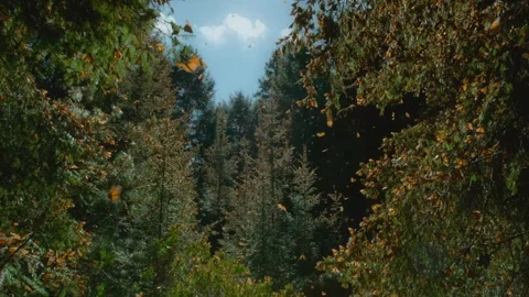 Many butterflies fly in the forest under the sun Video stock 336654554