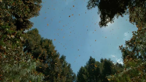 Many butterflies fly in the forest under the sun Video stock 336654689
